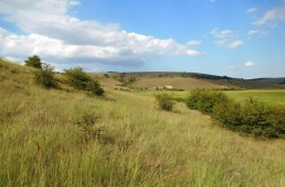 Assessment of endangered grassland habitats in Bulgaria through population-genetic research of model insect groups