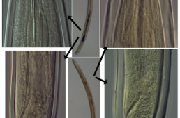 Study on selected nematode taxa of the orders Mononchida and Dorylaimida from Vietnam and Bulgaria