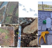 Return or Invasion? Study of the distribution and ecology of the beaver (Castor fiber) in Bulgaria after more than 150 years of absence